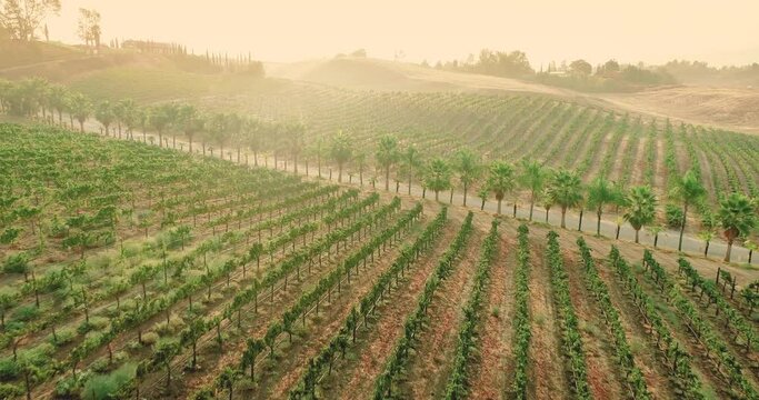 4K Aerial Vineyard Video of Ripe Harvest Grapes on the Vine. Temecula Wine Country California, United States.