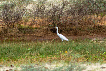 Obraz premium Heron in sand dunes