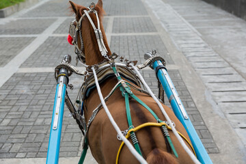 horseback seen from the cart the horse pulling on the street beside the manila bay in malate where...