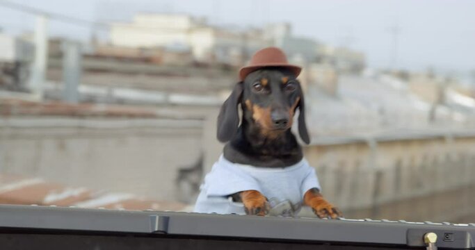 Awesome dachshund puppy in cowboy wide-brimmed hat is doing a little outdoor jam session on the roof. Obedient dog is playing a synthesizer masterfully, camera flies around it.