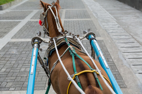 horseback seen from the cart the horse pulling on the street beside the manila bay in malate where is the commercial district in metro manila