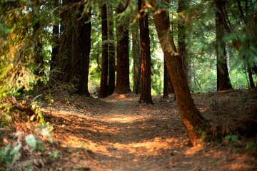 trail path in the redwood forest with spot of orange ominous light from sun filtered light after forest fire in northern California