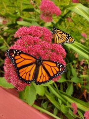 butterfly on a flower