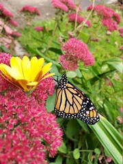 monarch butterfly on pink flower