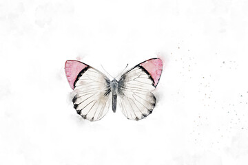 Plakat All kinds of beautiful watercolor butterfly illustrations