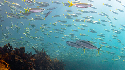 Kingfish Hunt as they Swim Through a School of Fish