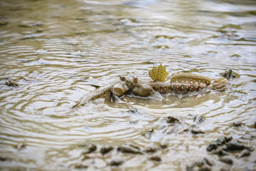 Mudskipper in fighting. Mudskipper fish.  Fish on mangrove.
