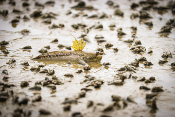 Mudskipper fish, Fish on the mangrove. animal life, 
