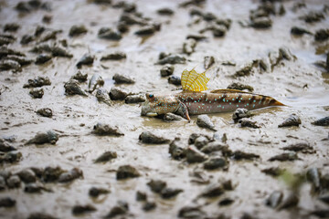 Mudskipper fish, Fish on the mangrove. animal life, 