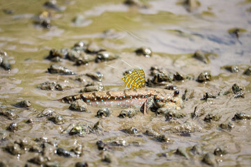 Mudskipper fish, Fish on the mangrove. animal life, 