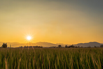 Fototapeta premium Beautiful green rice field and sky background at sunset time.