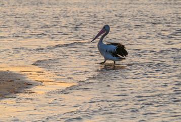 Pelican in the bay in the sunset light