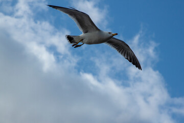 Fototapeta na wymiar flying seagull in the sky