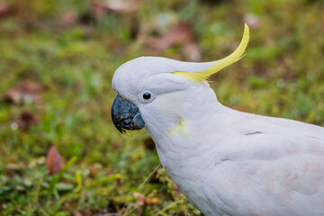 Sulphur-crested Cockatoo on the grass after the rain