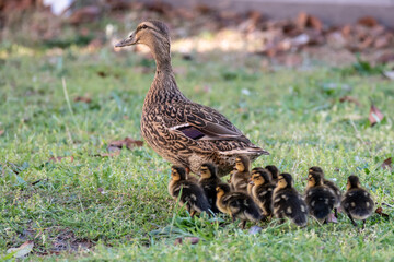 Mallard mother duck and ducklings