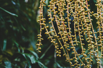 palm tree fruits