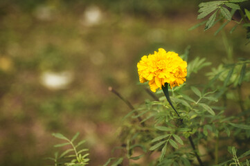 yellow flowers in the garden