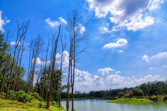 Leafless trees beside a lake with cloudy blue sky on backdrop