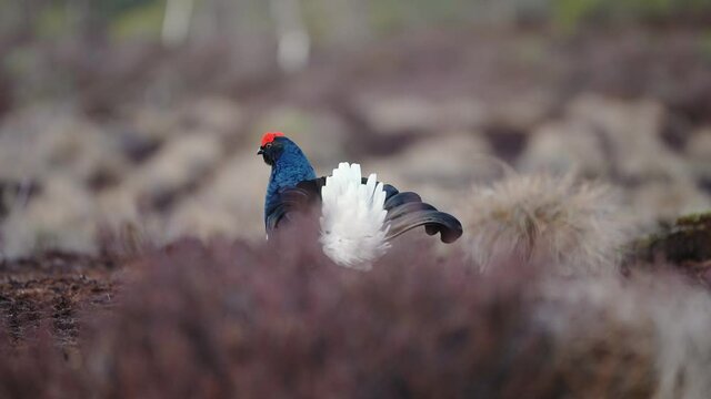 Black Grouse on spring bog ready for fighting, lekking. Spring colors of moors with black grouse, blackcock. Male Black Grouse lek game at sunrise. Lyrurus tetrix lekking in Estonia, Saaremaa swamp