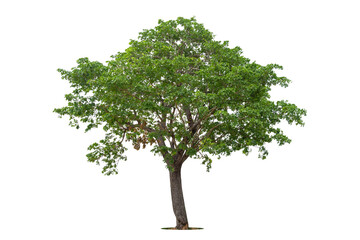 Obraz premium Isolated green tree on white background, Trees isolated on white background, tropical trees isolated used for design, advertising and architecture.