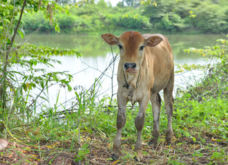 A calf is standing on a green meadow