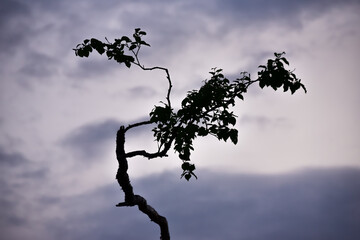 silhouette of a beautiful winding tree and its branches against the sunset sky
