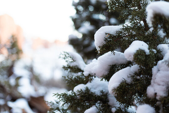 Desert sage covered in snow in Arches National Park