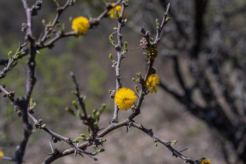 yellow wagtail on a branch Vachellia caven espinillo  cordoba argentina 