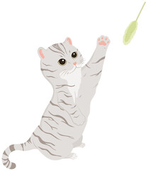 猫じゃらしで遊ぶ猫