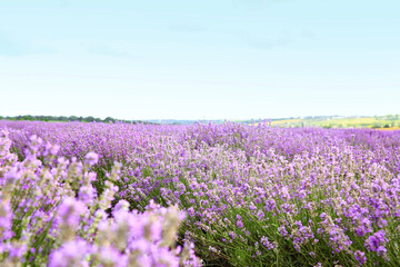 Beautiful lavender field on summer day