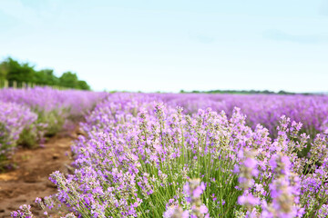 Fototapeta premium Beautiful lavender field on summer day