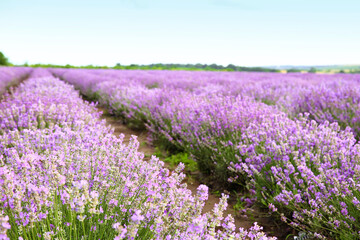 Fototapeta na wymiar Beautiful lavender field on summer day