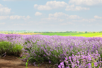 Beautiful lavender field on summer day