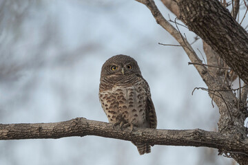 African Barred Owlet in Botswana