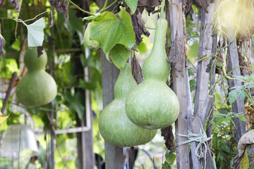 Green gourd Lagenaria siceraria
