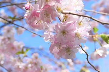 Fototapeta premium cherry blossom
