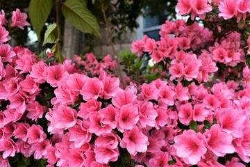 pink flowers in the garden