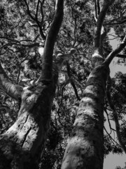 tree in the forest