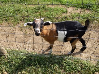 goat on the farm