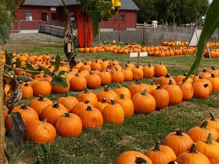 pumpkins on a farm