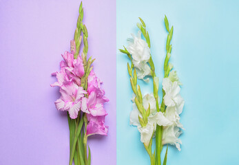 Beautiful gladiolus flowers on color background