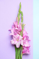 Beautiful gladiolus flowers on color background