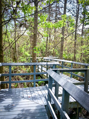 path in Fern Forest Nature Center