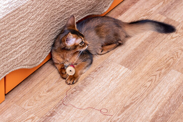 Young somali cat playing with a spool of thread on the floor