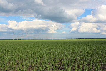 agricultural field with crops for the harvest in Siberia in spring in nature landscape