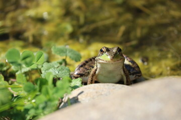 Frog Sitting in a Pond