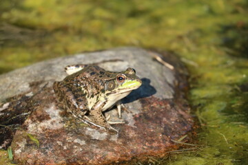 Frog Sitting in a Pond