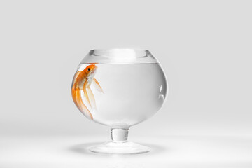 Beautiful gold fish in bowl on light background