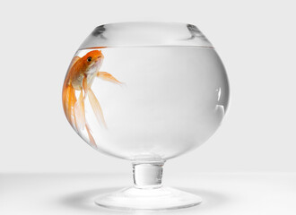 Beautiful gold fish in bowl on light background