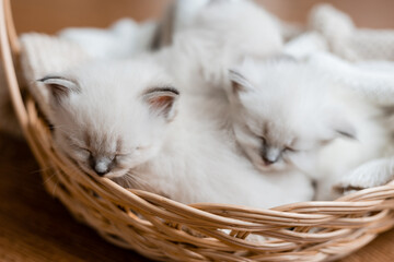 Closeup of a British shorthair kittens of silver color sleeping in a wicker basket standing on a wooden floor. Top view. Siberian nevsky masquerade cat color point. Pedigree pet. High quality photo